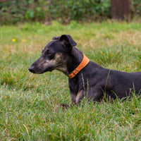 Ancol - Timberwolf Whippet Leather Collar, 30-34cm