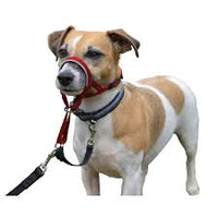 Company Of Animals - Halti Head Collar - Red
