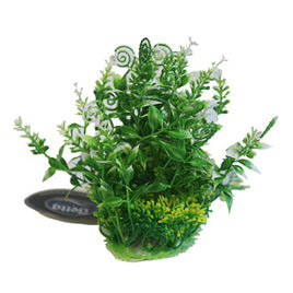 Betta - Green & White P.Plant - 5`