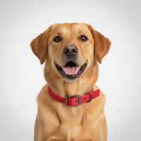 Hem & Boo - Reflective & Padded Nylon Collar, Red
