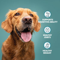 Burns - Senior+ Toy/Small Breed Dog, Chicken & Rice