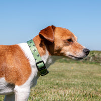 Ancol - Patterned Bumble Bee Dog Collar, Green