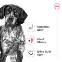 Royal Canin - Medium Adult Dog In Gravy Pouch, 140g