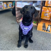 Doodlebone - Snappy Harness, Violet Stars