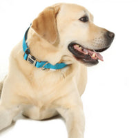 Doodlebone - Padded Collar, Pastel Paint Splat