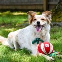 Happy Pet - Eric Carle, Very Hungry Caterpillar - Apple Rope Tug