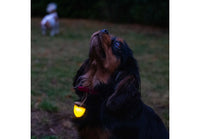 Ancol - Rechargeable Acorn Blinker