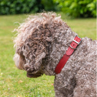 Ancol - Classic Leather Collar, Red