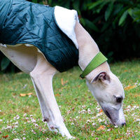 Ancol - Timberwolf Whippet Leather Collar, 30-34cm