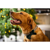 House Of Paws - Bow Tie For Pet Collars - Green Velvet