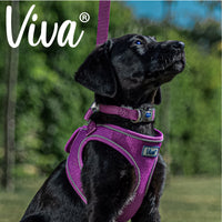 Ancol - Viva Nylon Adjustable Collar - Purple - Small (20-30cm)