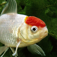 Tetra - Goldfish Gold Japan (Sinking)