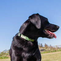 Ancol - Patterned Bumble Bee Dog Collar, Green