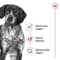 Royal Canin - Medium Adult Dog Food - 3kg