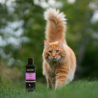 Animology - Feline Great Cat Shampoo, Peach - 125ml