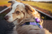 Orbiloc - Dual Dog Safety Light - Purple