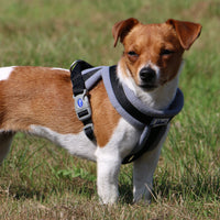 Ancol - Viva Padded Harness, Black