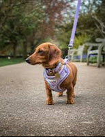 Doodlebone - Adjustable Airmesh Harness, Lilac