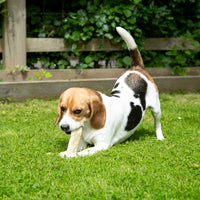 Earth Animal - No hide Strips, Beef - Each