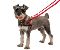 Halti Training Lead - Red