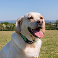 Ancol - Patterned Bumble Bee Dog Collar, Green