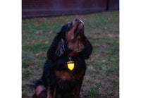 Ancol - Rechargeable Acorn Blinker