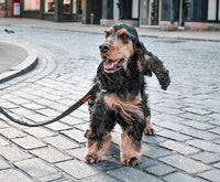 Halti Training Lead - Red