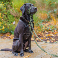 Halti - Training Lead, Green