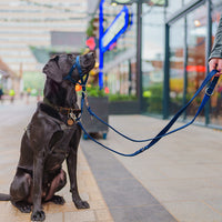 Halti - Training Lead, Blue