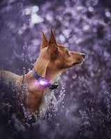 Orbiloc - Dual Dog Safety Light - Purple