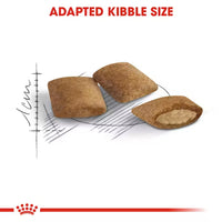 Royal Canin - Ageing Cat +12 Kibble