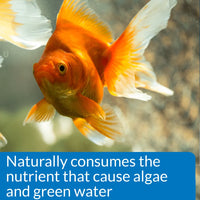 API - Prevent Algae