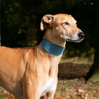 Ancol - Timberwolf Whippet Leather Collar, 30-34cm