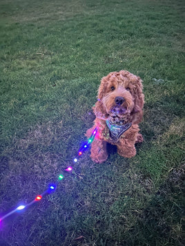 Doodlebone - Light Up LED Lead, Berry