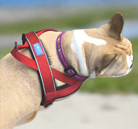 Dog & Co - Norwegian Padded Harness