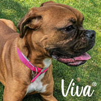 Ancol - Viva Nylon Padded Buckle Collar - Pink - Size 6 (45-54cm)