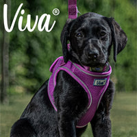 Ancol - Viva Step-in Harness - Purple - XLarge