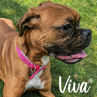 Ancol - Viva Padded Nylon Buckle Collar - Raspberry Pink - Size 5 (50Cm/20")