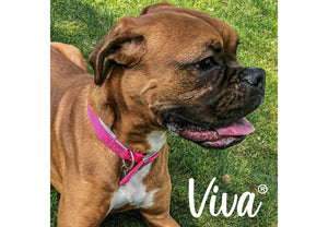 Ancol - Viva Padded Nylon Buckle Collar - Raspberry Pink - Size 5 (50Cm/20")