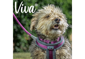 Ancol - Viva Padded Nylon Buckle Collar - Raspberry Pink - Size 5 (50Cm/20")