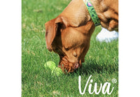 Ancol - Viva Treat Triangle Dog Toy