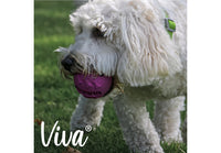 Ancol - Viva Playtime Treat Ball - Asst Colour