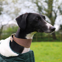 Ancol - Timberwolf Whippet Leather Collar, 30-34cm