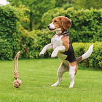 Beaphar - Canishield®, Flea & Tick Collar for Small & Medium Dogs