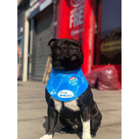 All For Paws - Chill Out Ice Bandana