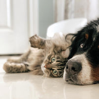 Happy Pet - Groom Pet Hair Eraser