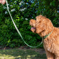 Ancol - Patterned Bumble Bee Dog Lead, Green - 50kg
