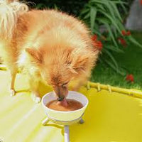 DoggyRade - Isotonic Drink for Pets, Chicken - 250ml