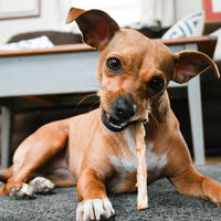 Earth Animal - NoHide Chew, Beef