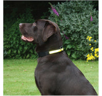 Rosewood - Premium Flashing Collar - Yellow - Large